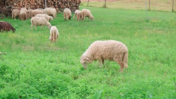 Sheep Graze Meadow Farm Video Clip