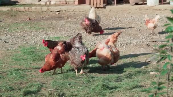 Pollos Domésticos Pastan Patio Trasero Una Casa Rural — Vídeos de Stock