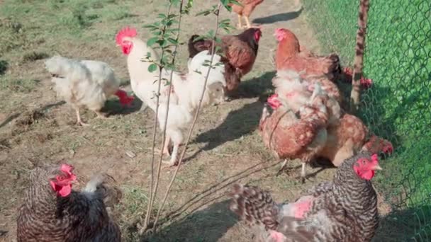 Das Verhalten Eines Hahns Einem Von Hühnern Umgebenen Hühnerstall — Stockvideo