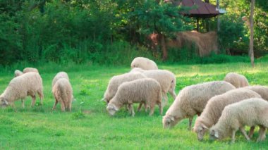 Bir grup koyun güneşli bir günde yeşil çimenleri kemiriyor..