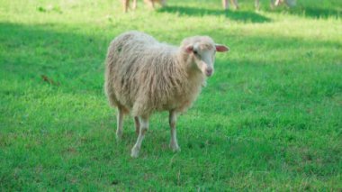 Kırsal bir evin arka bahçesinde bir koyun otlar..