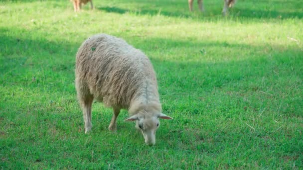 緑の牧草地に一匹の羊がぶら下がっている — ストック動画
