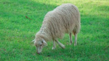 Bir koyun çayırda yeşil ot yiyor.