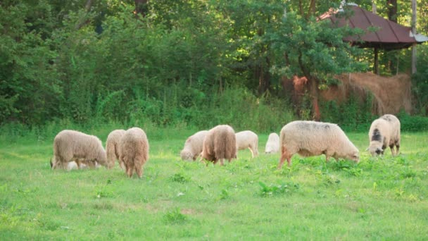 Group Sheep Grazes Green Meadow Wooded Area — Stock Video