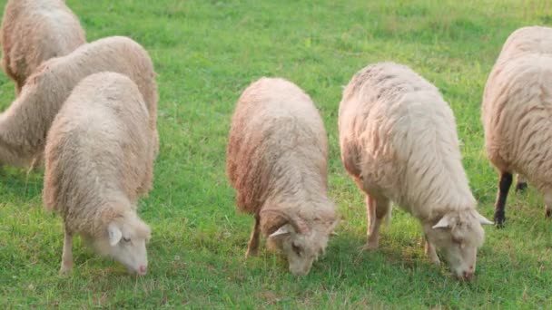 羊吃多汁的草 排成一排 — 图库视频影像