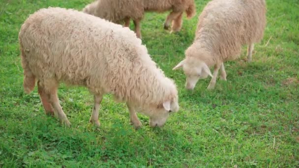 Cute Sheep Nibbling Green Grass Clear Sunny Day — Stock Video