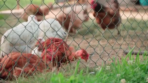 Inhemska Kycklingar Hönsgård Inhägnad Med Ett Nät Försöker Gräs Växer — Stockvideo