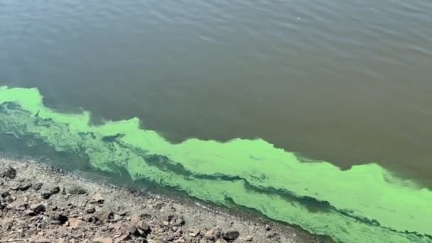 水面の緑色の強い汚染 — ストック動画