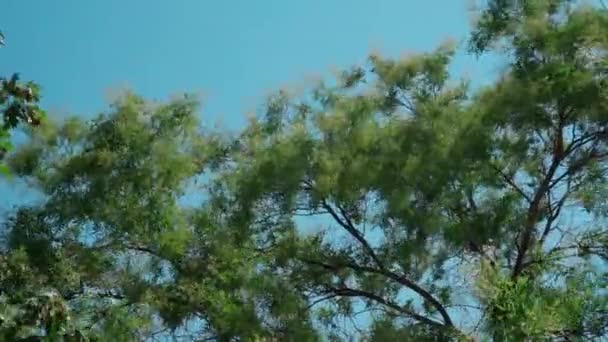 Stark Byig Vind Sveper Trädens Gröna Grenar Mot Den Blå — Stockvideo