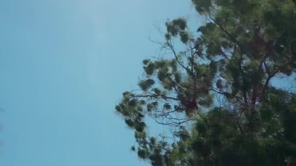 強い風は晴れた日に大きな落葉樹の頂上を泳ぐ — ストック動画
