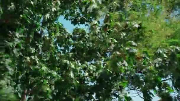 Gusty Vindar Det Frodiga Gröna Lövverket Träden Medelhög Skott — Stockvideo