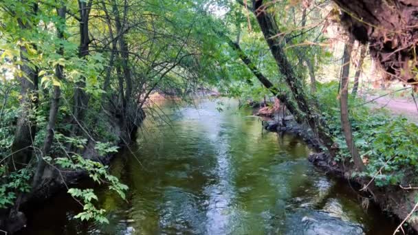 Flusso Piccolo Fiume Tranquillo Che Scorre Attraverso Una Boscaglia Boschiva — Video Stock