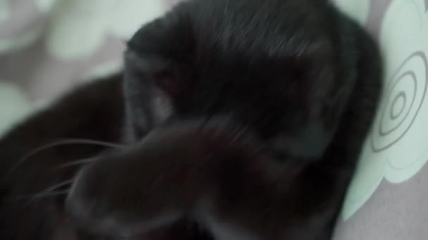 Gato Negro Lame Piel Con Lengua Lava Con Pata — Vídeos de Stock