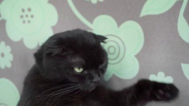 Siyah bir kedi kendi dilini yalıyor ve pençesiyle kendini yıkıyor..