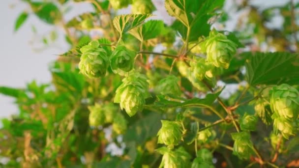 Green Buds Growing Hops Sun — Stock Video