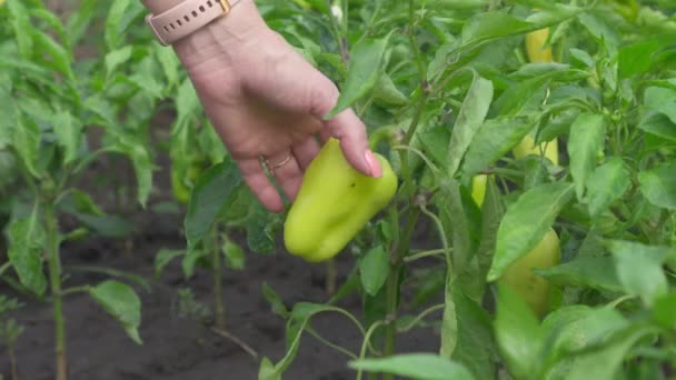 Γυναικείο Χέρι Μαδάει Γλυκό Πράσινο Πιπέρι Που Αναπτύσσεται Στον Κήπο — Αρχείο Βίντεο