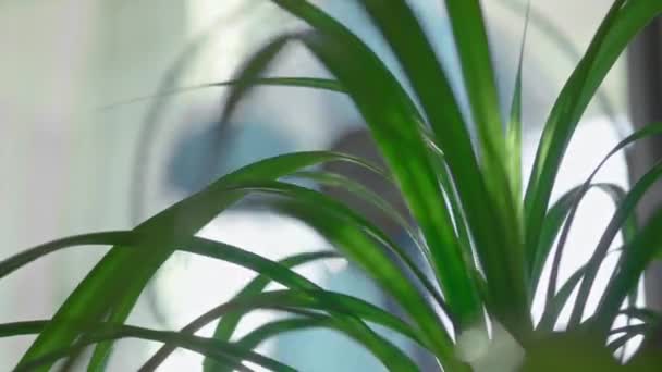 Strumień Powietrza Wentylatora Wieje Zielone Liście Tropikalnej Rośliny Upalny Dzień — Wideo stockowe