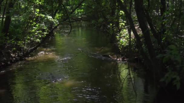 Спокійний Потік Річки Тече Крізь Зарості — стокове відео