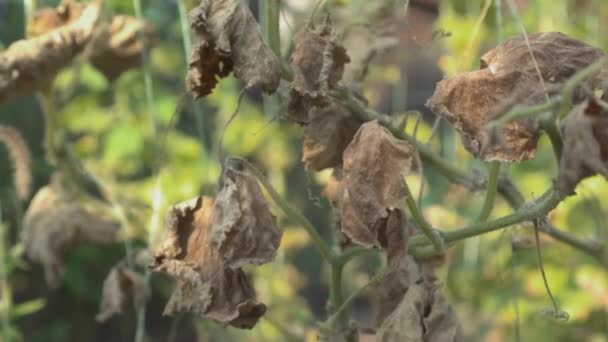 Ξηρά Φύλλα Θάμνους Τομάτας Που Πλήττονται Από Σοβαρή Ξηρασία — Αρχείο Βίντεο