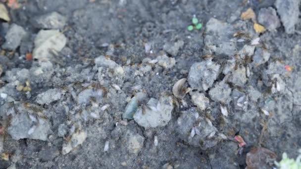 Yavruları Yerde Olan Kanatlı Uçan Karınca Sürüsü — Stok video