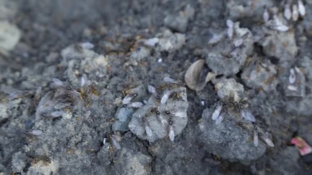 Φτερά Μυρμήγκια Διαφόρων Μεγεθών Σέρνονται Στο Έδαφος Κοντινό Πλάνο Επιλεκτική — Αρχείο Βίντεο
