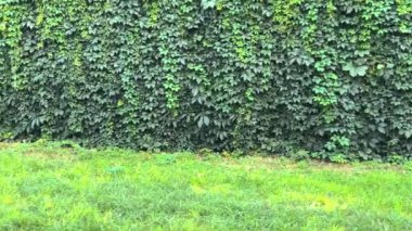 Çit yemyeşil bitki örtüsünden yapılmıştır. Evin arka bahçesinde..