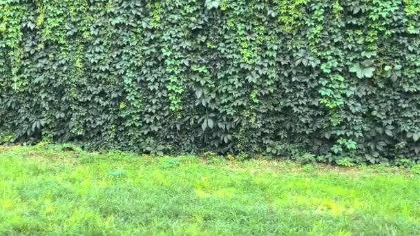 Φράχτης Φτιαγμένος Από Πλούσια Βλάστηση Fence Στην Πίσω Αυλή Του — Αρχείο Βίντεο