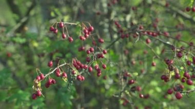 Vahşi doğada büyüyen gül kalçalar.