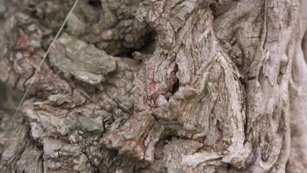 Tekstur Kulit Pohon Tua Close — Stok Video
