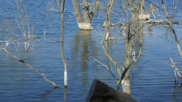 Copaci Stând Apă Timpul Inundațiilor Primăvară — Videoclip de stoc