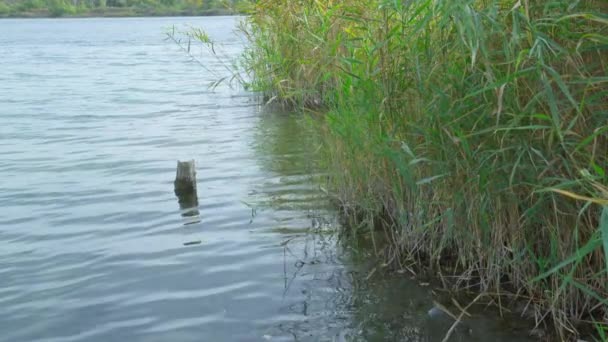 Зеленый Тростник Растет Берегу Озера — стоковое видео