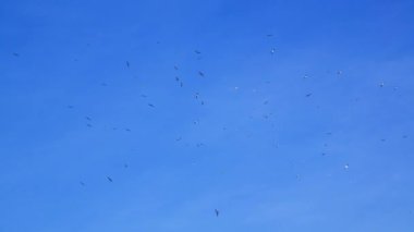 Mavi gökyüzünde bulutlarla çevrili kuş sürüsü.