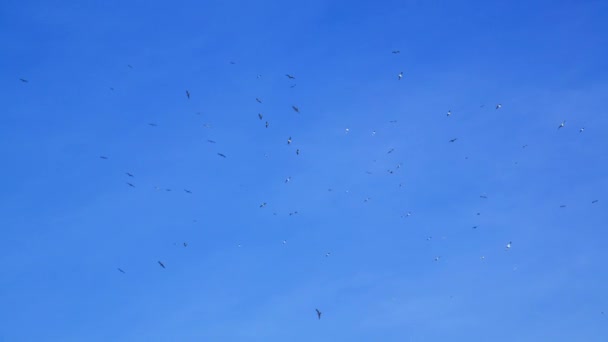 Mavi Gökyüzünde Bulutlarla Çevrili Kuş Sürüsü — Stok video