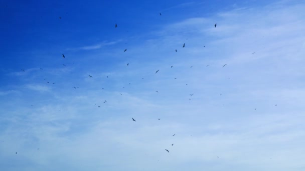 Muchas Aves Vuelan Través Del Cielo Azul — Vídeo de stock