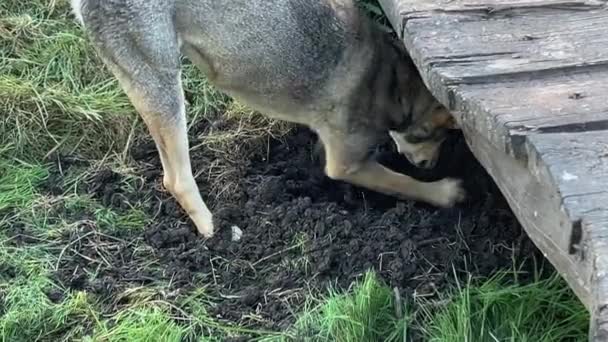 犬は積極的に足で地面に穴を掘っています — ストック動画