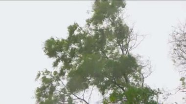 Şiddetli fırtına rüzgar ve yağmur, kasırga etkisi altında büyük bir ağacın sallanışı..