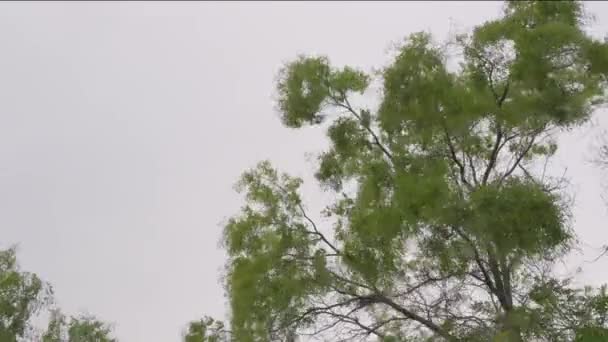 Vento Ventoso Tempestuoso Treme Grande Árvore Durante Furacão — Vídeo de Stock