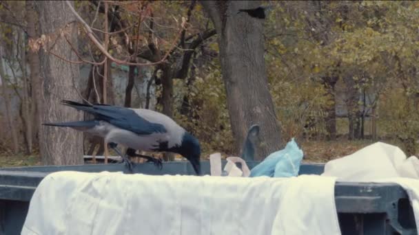 一只灰乌鸦用嘴从垃圾桶里捡起一个塑料袋 — 图库视频影像