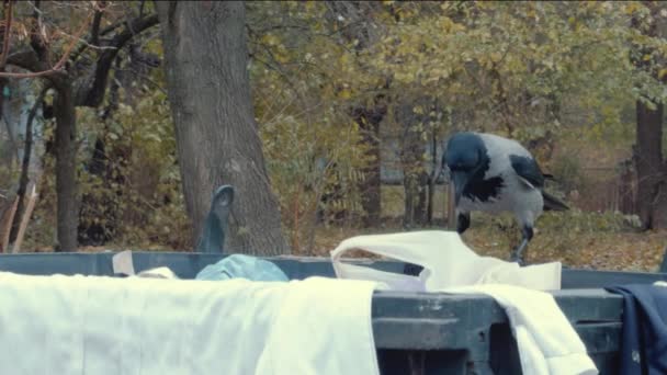 灰色乌鸦在垃圾箱里搜寻食物 — 图库视频影像