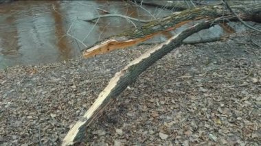 Şiddetli rüzgar ve kasırgalardan sonra nehir kıyısında yıkılmış ağaçlar..