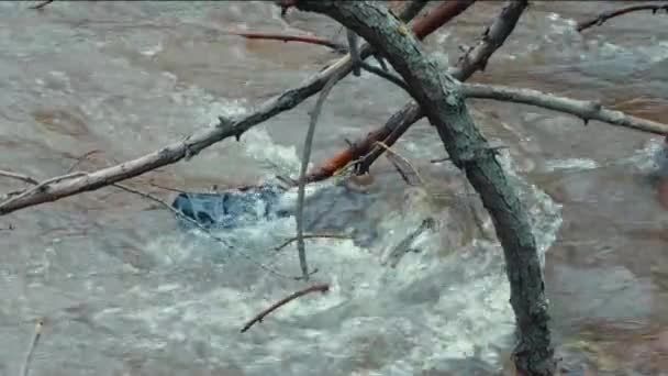Starker Abfluss Von Schmutzwasser Nach Starkregen — Stockvideo