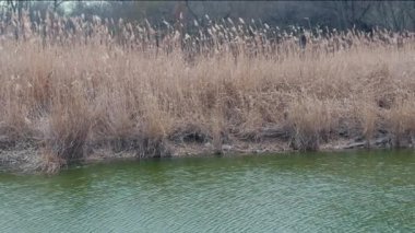 Sonbahar günü nehir kıyısında kuru, yoğun kamış yatakları. Sonbaharda kuru çimenler. Nehir suyunun sakin akışı. Resimli manzara..