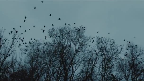 Stora Flockar Svarta Kråkor Lyfter Från Träd Och Flyger Fjärran — Stockvideo