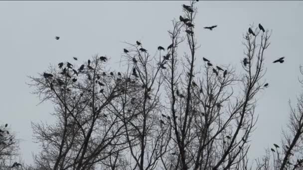 Σμήνη Μαύρων Κορακιών Κάθονται Κλαδιά Δέντρων Συννεφιασμένη Μέρα — Αρχείο Βίντεο