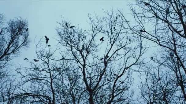 Σμήνη Μαύρων Κορακιών Που Κάθονται Κλαδιά Δέντρων Πεσμένα Φύλλα Κατά — Αρχείο Βίντεο