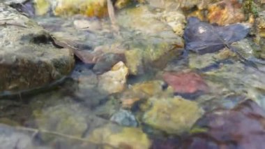 Taze kaynak suyu kayalık arazi üzerinde küçük bir derede akıyor, yakın plan..