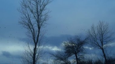 Akşam alacakaranlığında mavi gökyüzünde uçan kuş sürüsü..