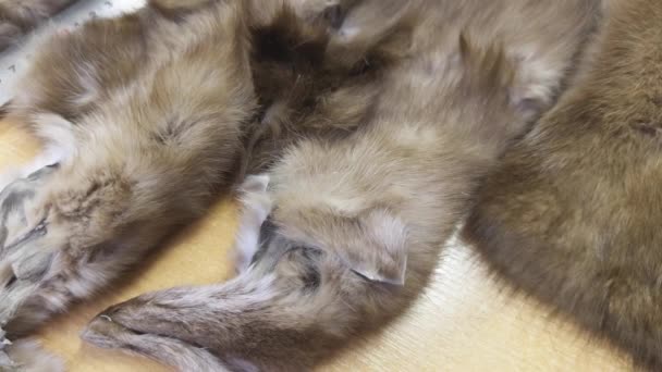 Selling Fur Killed Animals Lying Counter — Stok Video