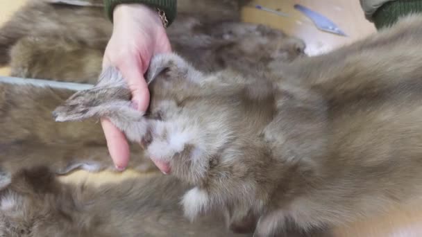 Woman Demonstrates Quality Fur Killed Animal — стоковое видео