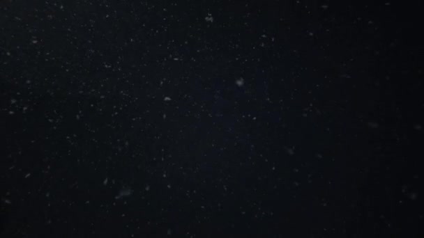 Πραγματικό Χιόνι Πέφτει Κάτω Μαύρο Φόντο — Αρχείο Βίντεο